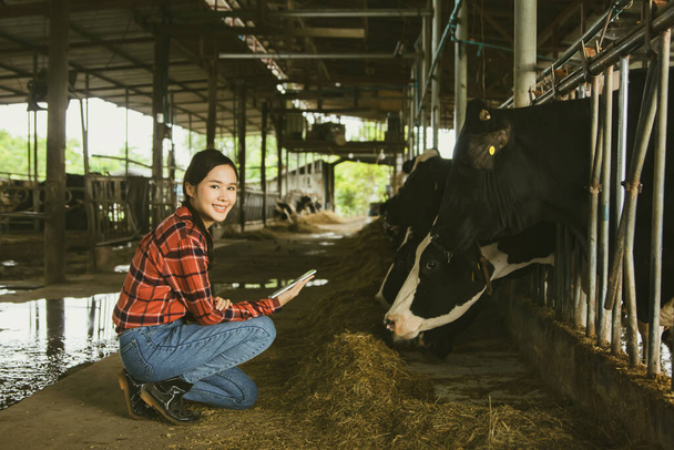 Šťastní asijští zemědělci dohlížejí na chov sena mléčného skotu na farmách: Dohled nad produkcí kvalitního kravského mléka v čisté a moderní dobytčí farmě, která splňuje normy: Mléčný podnik - Fotografie, Obrázek