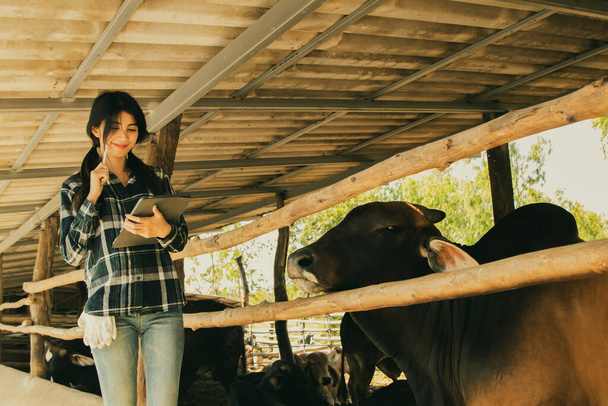 Boer, jonge vrouwelijke Aziatische werknemer werkzaam op een rundveebedrijf, staande, observeren en registreren van het welzijn en de gezondheid van koeien in de boxen, digitale gegevensverzameling op tabletcomputer. - Foto, afbeelding