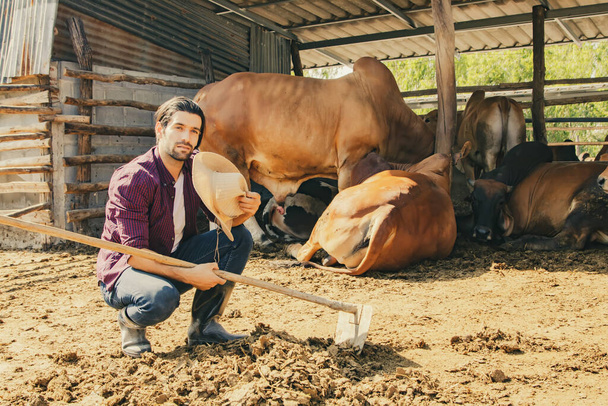 Concentrare gli allevamenti di bovini maschi allevatori di bovini Brahman che lavorano all'aperto utilizzando il rastrello per pulire e asciugare lo sterco di mucca nella stalla e pulire per la sanificazione e raccoglierlo come letame per l'agricoltura. - Foto, immagini