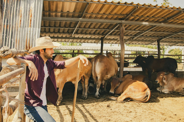 Vaquero macho guapo caucásico en la granja de carne Brahman trabajando al aire libre sosteniendo rastrillo para limpiar en un establo higiénico de pie junto a la valla para el descanso en el sofocante clima de abril en Tailandia. - Foto, Imagen