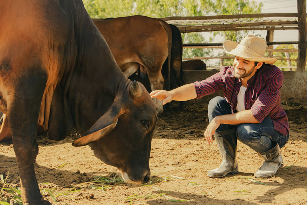 Πλευρική άποψη όμορφη στιγμή ενός καυκάσιου αγελαδάρη αγρότη στο αγρόκτημα βοοειδών βοοειδών δείχνουν την αγάπη για τους εξημερωμένους ταύρους στο στάβλο: Όμορφος εργάτης σε μια φάρμα βοείου κρέατος Brahman προς πώληση. Βιομηχανία ζωοτροφών. - Φωτογραφία, εικόνα