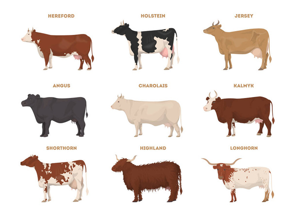 Koe set. Hereford, Holstein, Jersey, Angus, Charolais, Kalmyk, Shorthorn, Highland, Longhorn. Melkvee - Vector, afbeelding