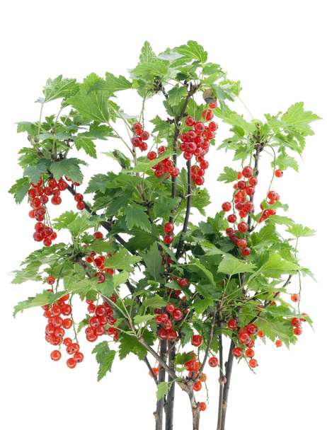 Arbusto de groselha vermelha isolado
 - Foto, Imagem