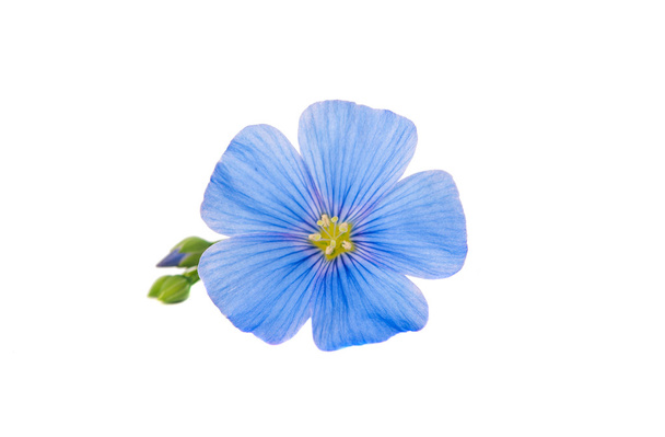 Fiore di lino blu
 - Foto, immagini