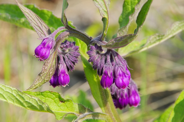Фіолетові квіти живокосту
 - Фото, зображення