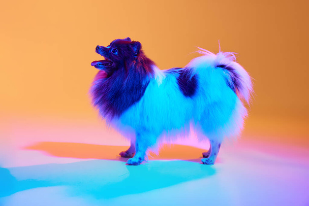 Profile view of beautiful adult white-brown Spitz dog, charming pet posing at studio over background in neon light. Looks happy and delighted. Animal theme footage - Foto, Bild