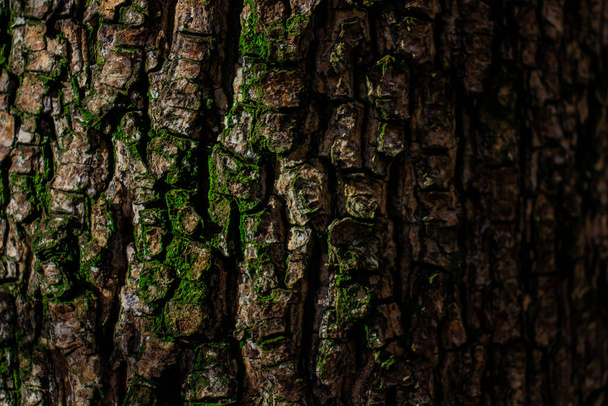 Textura de roble, naturaleza de madera, vida - Foto, imagen