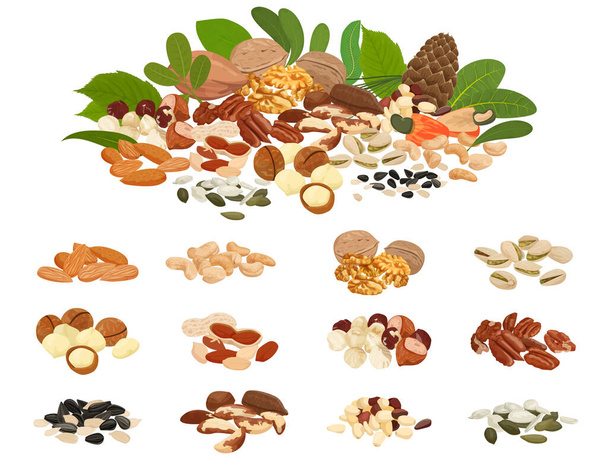Nuts and seeds flat set with isolated images of bean piles and big variety of seed vector illustration - Vector, imagen