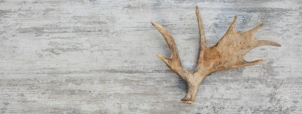Moose κέρατα απομονώνονται σε ξύλινο φόντο - Φωτογραφία, εικόνα