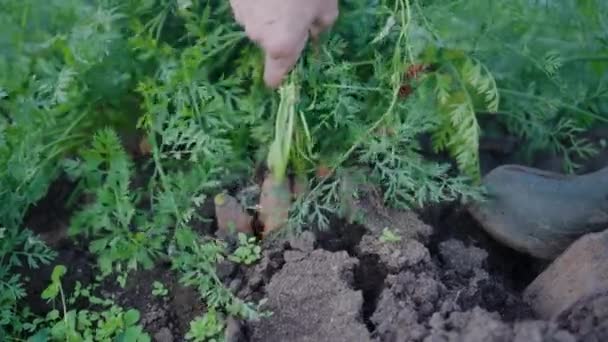 Close-up of a farmers hand pulling a bunch of ripe carrots out of the ground. Harvesting, organic farming. - Záběry, video
