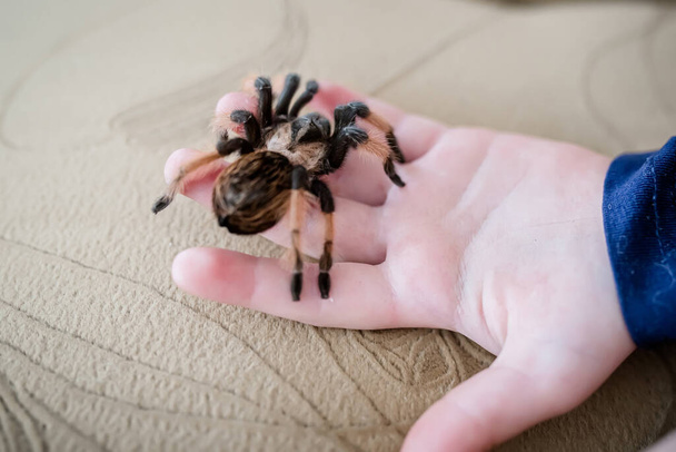 A huge tarantula spider in the palm of a little girls hand. - Foto, imagen