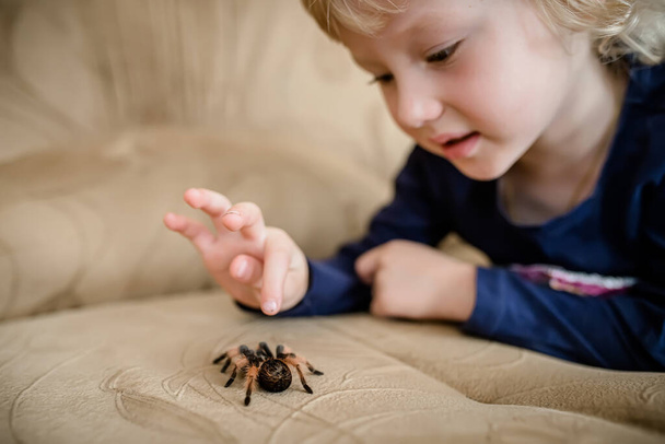 The baby wants to crush a huge spider crawling on the couch in the room. Arachnophobia - Foto, Bild