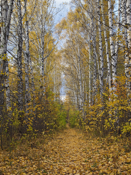 Autumn paths - Φωτογραφία, εικόνα