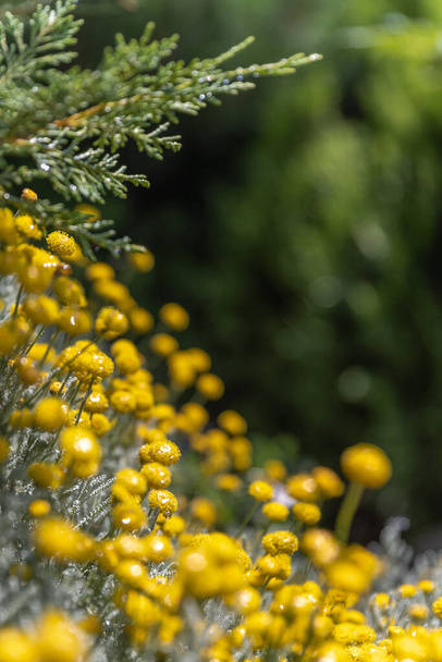 Santolina chamaecyparissus or cotton lavender family Asteraceae aromatic medicinal yellow flower. - Foto, immagini