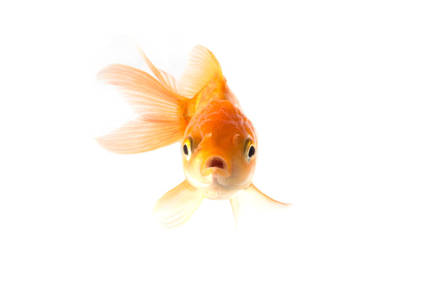 Золотая рыба кои испуганный на белом фоне
. - Фото, изображение