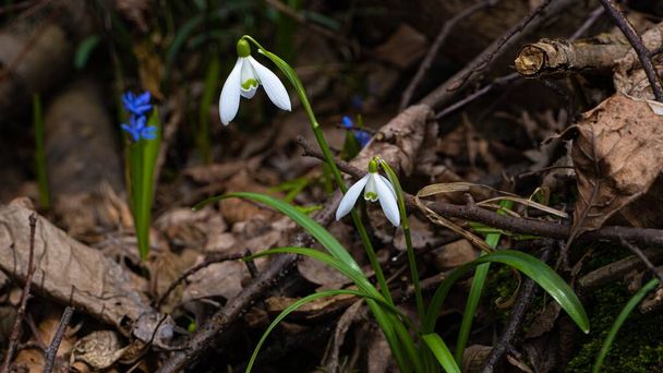common snowdrop bloom in fallen tree log, trunk and twigs, fallen leaves litter, full blossom macro, seasonal pagan nature awakening concept, blurred background header, no access wildlife ecotourism - Foto, immagini