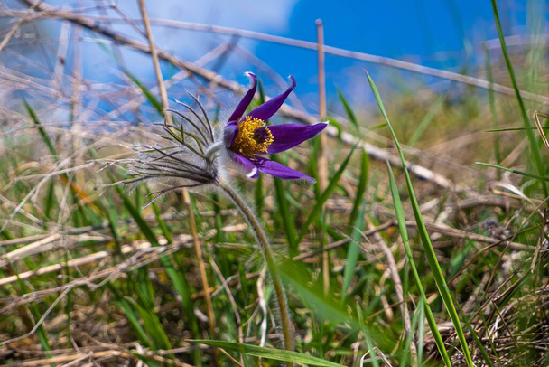 deep violet flower of common pasqueflower in wind, funny hairy plant grow in old dry grass field, spring symbol tender inflorescence, deep blue sky, wild nature beauty concept, blurred background - Photo, Image