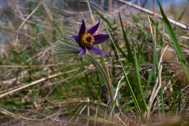 big common pasqueflower plant on long hairy stem, deep violet bloom in high old dry grass, tender inflorescence in warm sunlight, peace spring symbol concept, dark blur background - Photo, Image