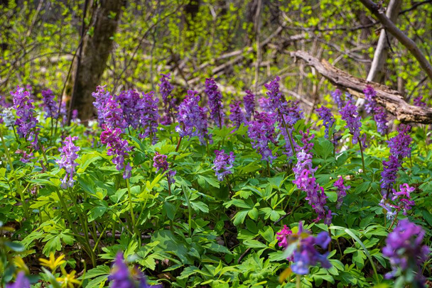 big inflorescence of violet fumewort flower grow in bright spring sunshine meadow, possibly Corydalis solida, pagan ritual herb, forest thicket explore macro mood, blurred vegetation background - Foto, Imagem