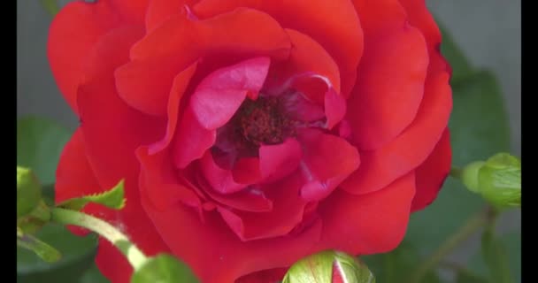 Rosehip - рід рослин родини Rosaceae порядку Rosaceae. Має багато культурних форм, вирощених під назвою Роза.. - Кадри, відео