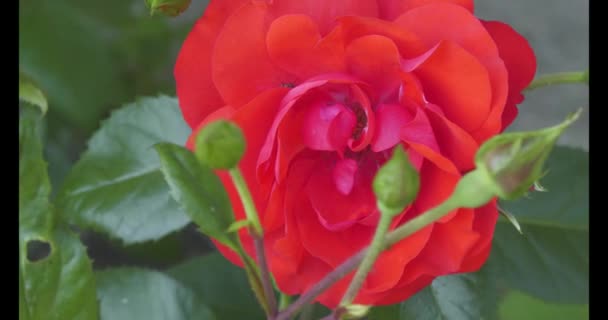 Rosehip - род растений семейства Rosaceae ордена Rosaceae. Имеет много культурных форм, выведенных под именем Роза. - Кадры, видео