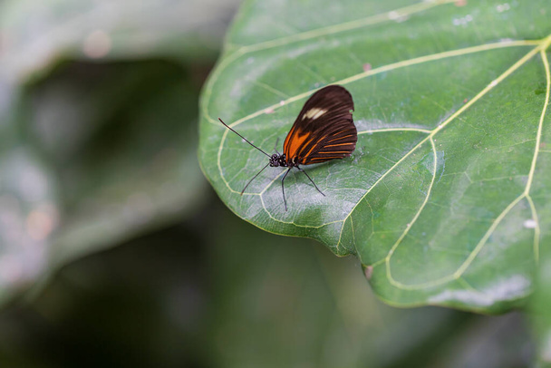 Гарний великий барвистий метелик у своєму природному середовищі проживання
. - Фото, зображення