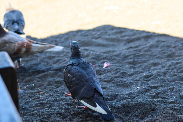 view of black doves enjoying walking on the sand of Banyuwangi's Cacalan beach - Foto, Bild