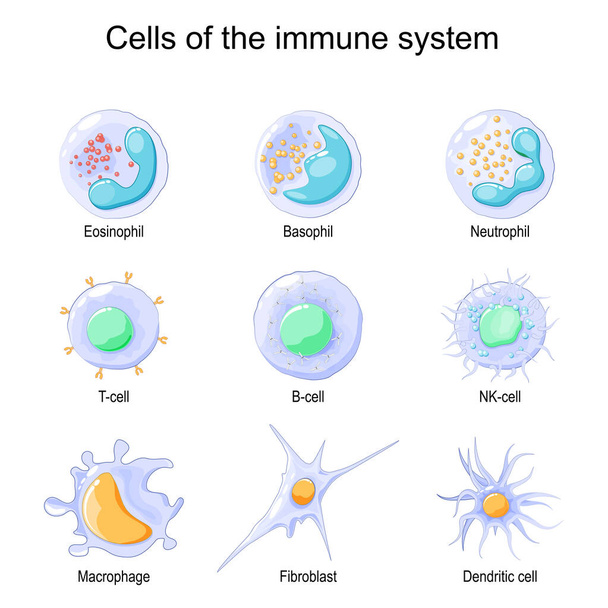 Cells of the immune system. White blood cells or leukocytes Eosinophil, Neutrophil, Basophil, Macrophage, Fibroblast, and Dendritic cell. Vector illustration - Vektori, kuva