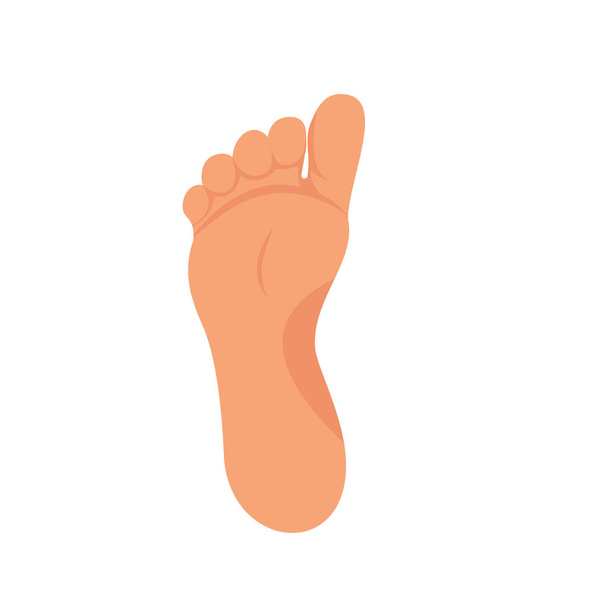Left foot soles illustration for footwear, shoe concepts, medical, health, massage, spa, acupuncture centers etc. Realistic cartoon style, colored with skin tones. Vector isolated on white. Eps10 - Vector, imagen