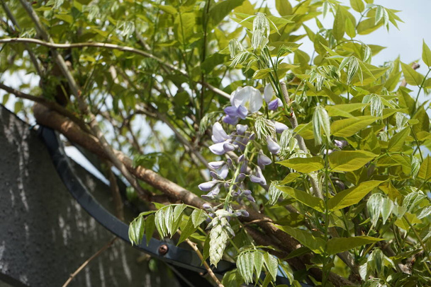Wisteria sinensis in May. Wisteria sinensis, the Chinese wisteria, is a species of flowering plant in the pea family. Berlin, Germany - Photo, Image