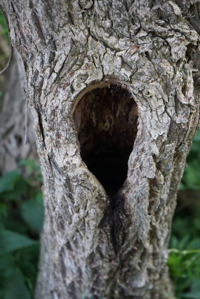 A hollow in a tree. Berlin, Germany - Fotoğraf, Görsel