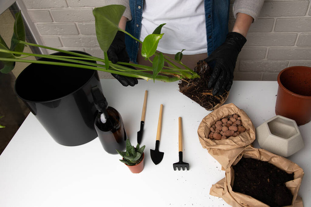 Home gardening concept. Womens hands in black gloves are transplanting a mostern flowerpot on a white table. Top view - Φωτογραφία, εικόνα