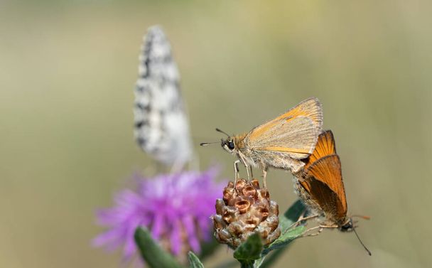 Two brown skipper butterflies, small brown butterflies with big eyes, are sitting on a thistle outdoors making love. A Marbled White is out of focus in the background. - Foto, Imagem
