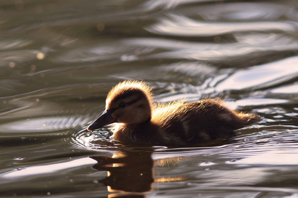 Cute young mallard duckling (Anas platyrhynchos) floating on lake surface. Funny, adorable young wild bird Pure natural joy, wildlife, gorgeous. Common bird, duck, at a lake. - Φωτογραφία, εικόνα