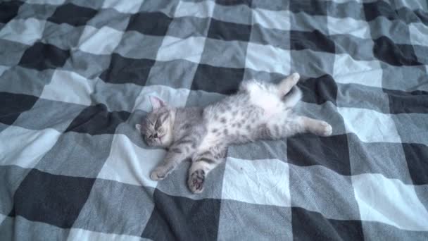 Lindo gatito se encuentra en la espalda y durmiendo. Tabby gatito escocés gris divertido acostado y durmiendo en la cama. Concepto amor por los animales. Cómoda mascota durmiendo en una acogedora casa. Scottish straigth niño gato. - Metraje, vídeo