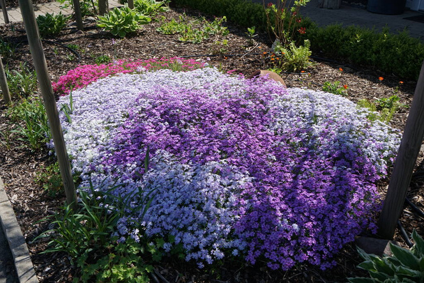 Phlox subulata flowers bloom in the garden in May. Phlox subulata, the creeping-, moss-, moss pink- or mountain phlox, is a species of flowering plant in the family Polemoniaceae. Berlin, Germany - Photo, Image