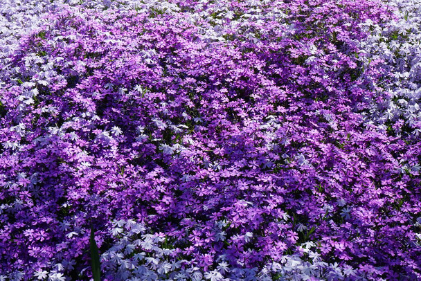 Phlox subulata flowers bloom in the garden in May. Phlox subulata, the creeping-, moss-, moss pink- or mountain phlox, is a species of flowering plant in the family Polemoniaceae. Berlin, Germany - Photo, Image