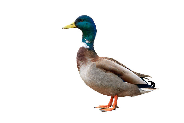Mallard Male Duck isolated on white background ( Anas platyrhynchos ) - Zdjęcie, obraz