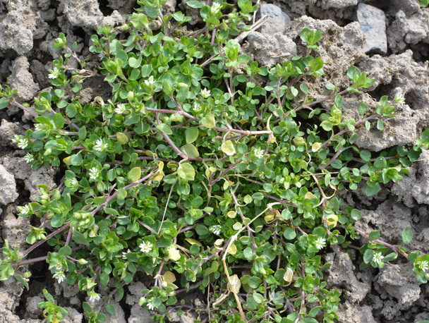 In the spring, Stellaria media grows in the wild - Photo, Image