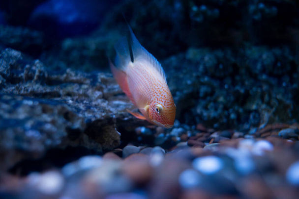Heros severus Gold Severum. Bright little fish in water. - Photo, Image
