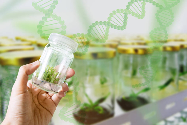 Teste farmacêutico com experimentos de crescimento de plantas Shaker feitos no laboratório de tecido vegetal. - Foto, Imagem