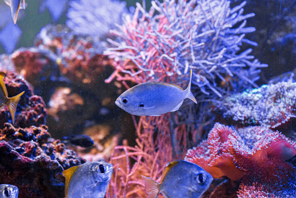 macro photography underwater monodactylus argenteus close up - Photo, Image