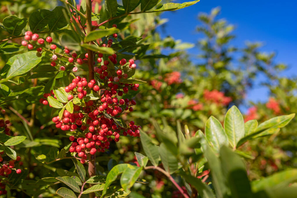 Mostly blurred red berries of Nandina domestica, heavenly bamboo or sacred bamboo on sunny day. Chinese bamboo fruit closeup. Poisonous plant. Potential antidote to MDMA or ecstasy - Foto, Imagem