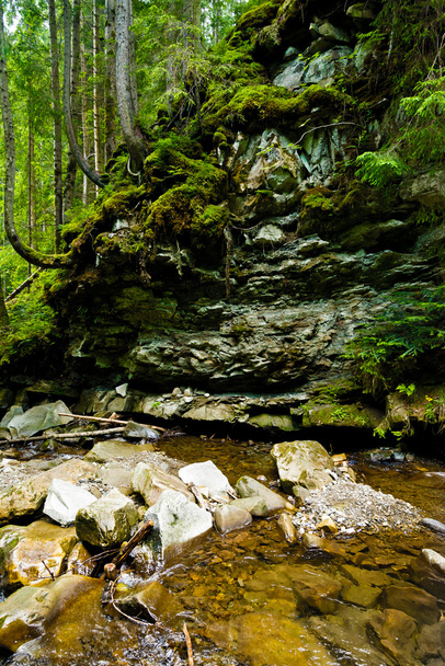 Small Carpathian stream - Photo, Image