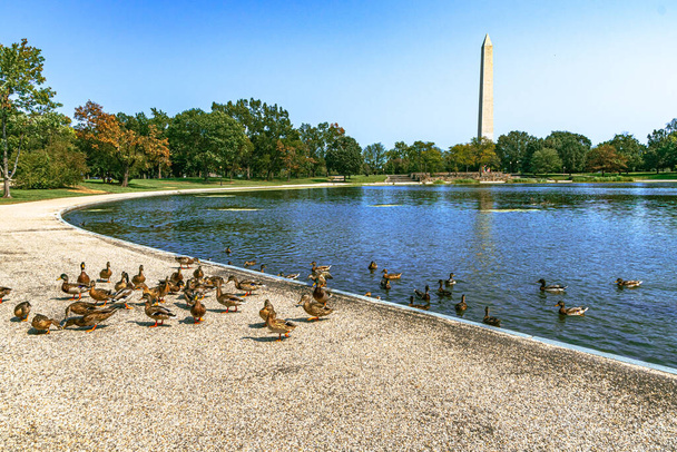 Ducks in the water and on land, with the Washington Monument  background - Photo, Image