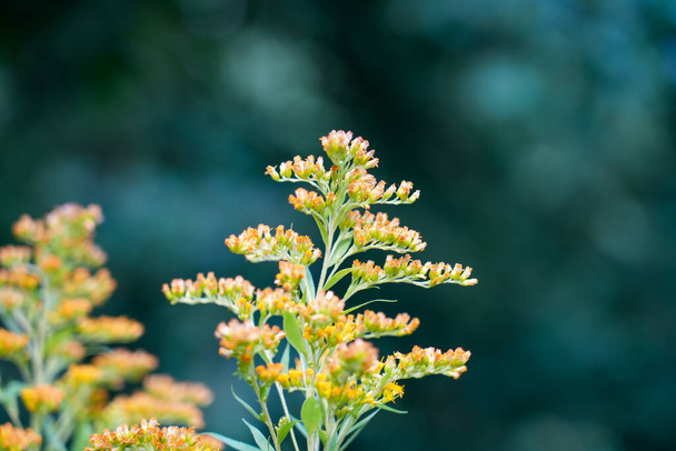 Goldenrod, Solidago. Yellow flowers of the plant close-up. - Foto, afbeelding