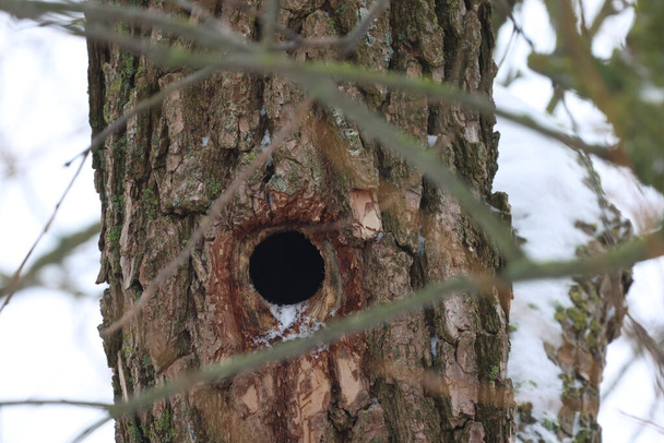 Bird hole in a tree trunk. - Fotoğraf, Görsel