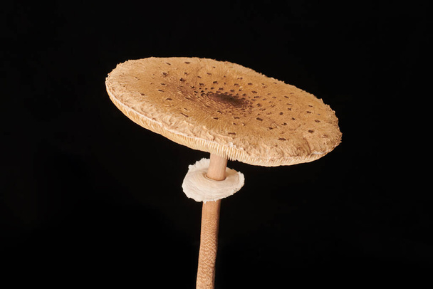 Macrolepiota procera parasol mushroom isolated on black background, brown mushroom with big agaric gills cap and high stripe. Edible parasol mushroom with ring around stipe, natural vegetarians diet - Photo, Image