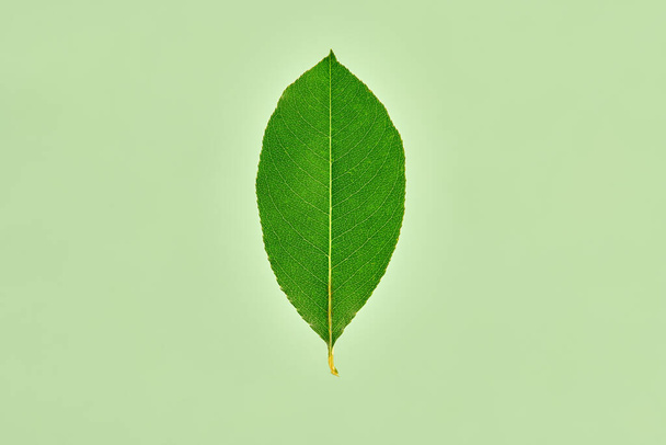 One green salix pentandra tree leaf on light green background, detailed macro close up photo of natural bay willow leaf. Single leaf of bay willow tree isolated object on greenish background - Zdjęcie, obraz