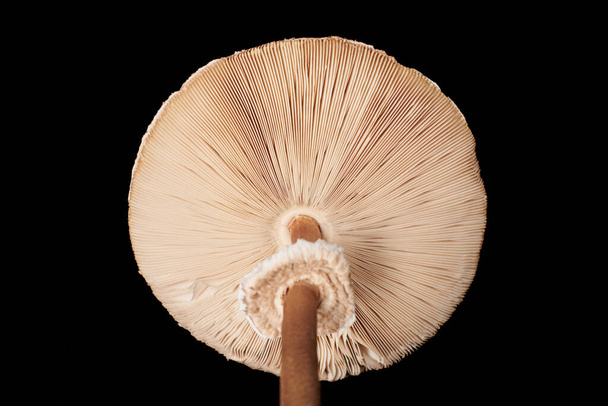 Big agaric gills cap of macrolepiota procera parasol mushroom isolated on black background, brown mushroom with high stripe. Edible parasol mushroom with ring around stipe, natural vegetarians diet - Photo, image